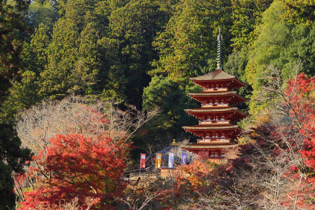 長谷寺　五重の塔