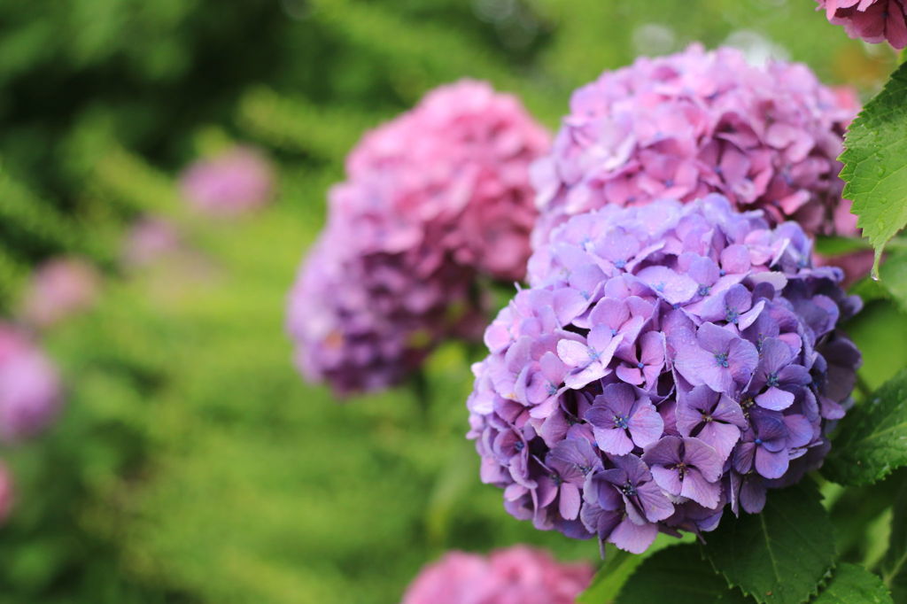 紫陽花その３