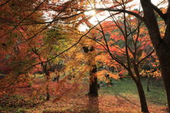 今年の紅葉①