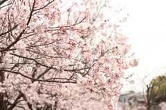 今年の桜です