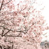 今年の桜です