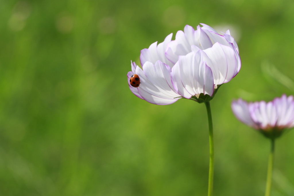 秋桜　てんとう虫を添えて