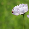 秋桜　てんとう虫を添えて