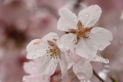 雨上がりですが桜は頑張ってます！！