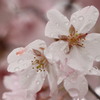 雨上がりですが桜は頑張ってます！！