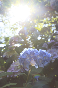 夏日紫陽花