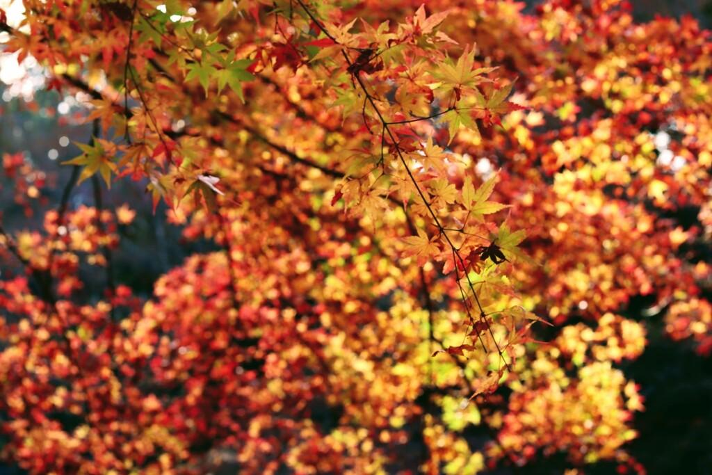 今年最後の紅葉