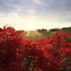 朝日と彼岸花と