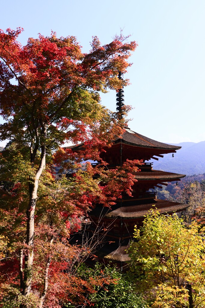 秋の長谷寺　五重の塔　少し早かった紅葉^^;