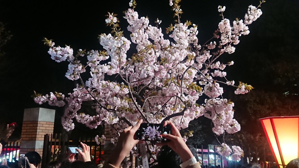 造幣局桜の通り抜け