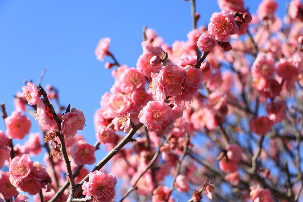 桃色梅花