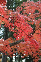 高野の紅葉