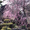 日本庭園と梅