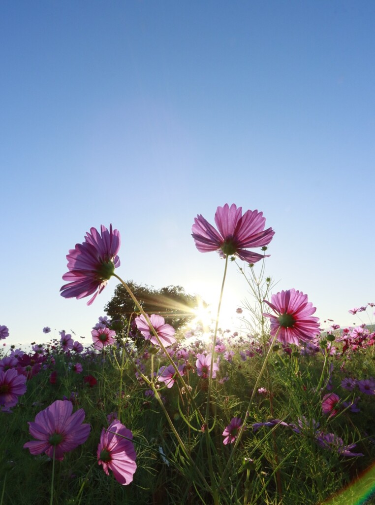 朝秋桜