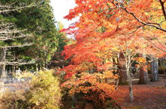 高野山 奥の院の紅葉　その1