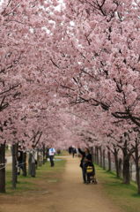 狭山の桜