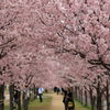 狭山の桜