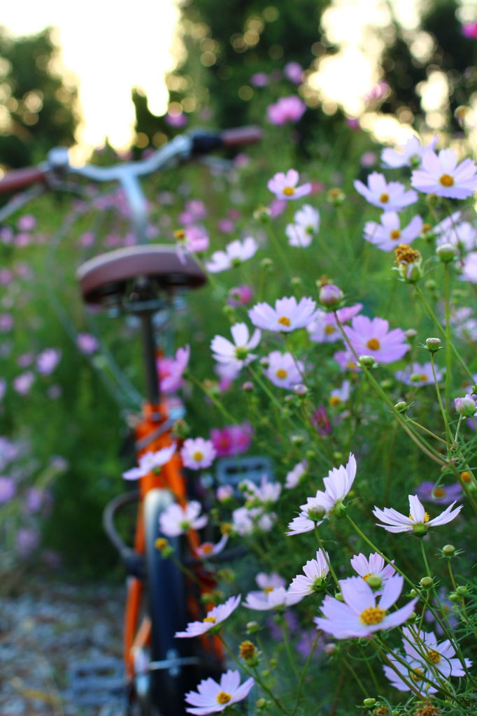 早朝の秋桜と自転車
