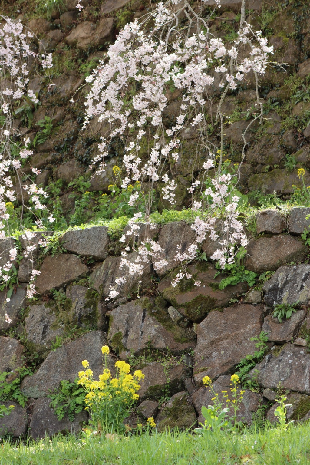又兵衛桜（石垣ver）