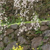 又兵衛桜（石垣ver）