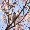 桜と…スズメですよね（汗）？