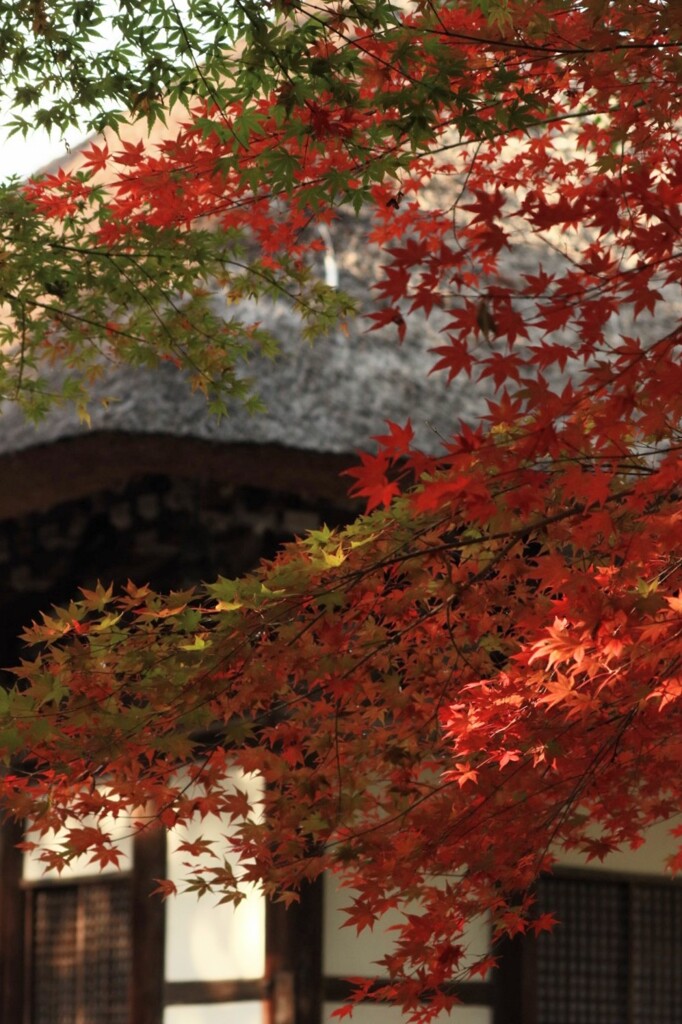 奥河内観心寺　紅葉