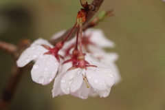 濡れ場桜
