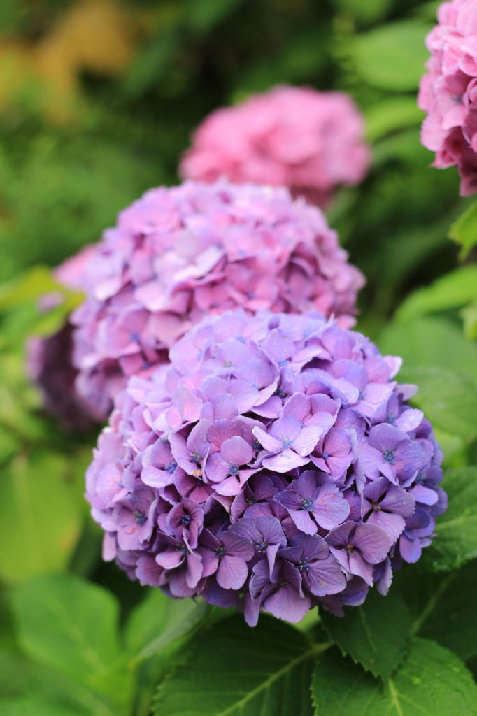 紫陽花その１