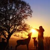 夕陽の中のお姉さんと牡鹿