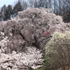 又兵衛桜　また来年撮りに来ます！ありがとうございました！
