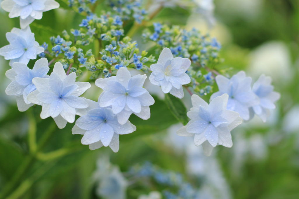 紫陽花？