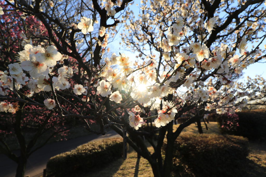 広角からの梅！　の花。