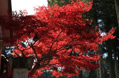 高野山、一番の紅葉