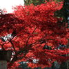 高野山、一番の紅葉