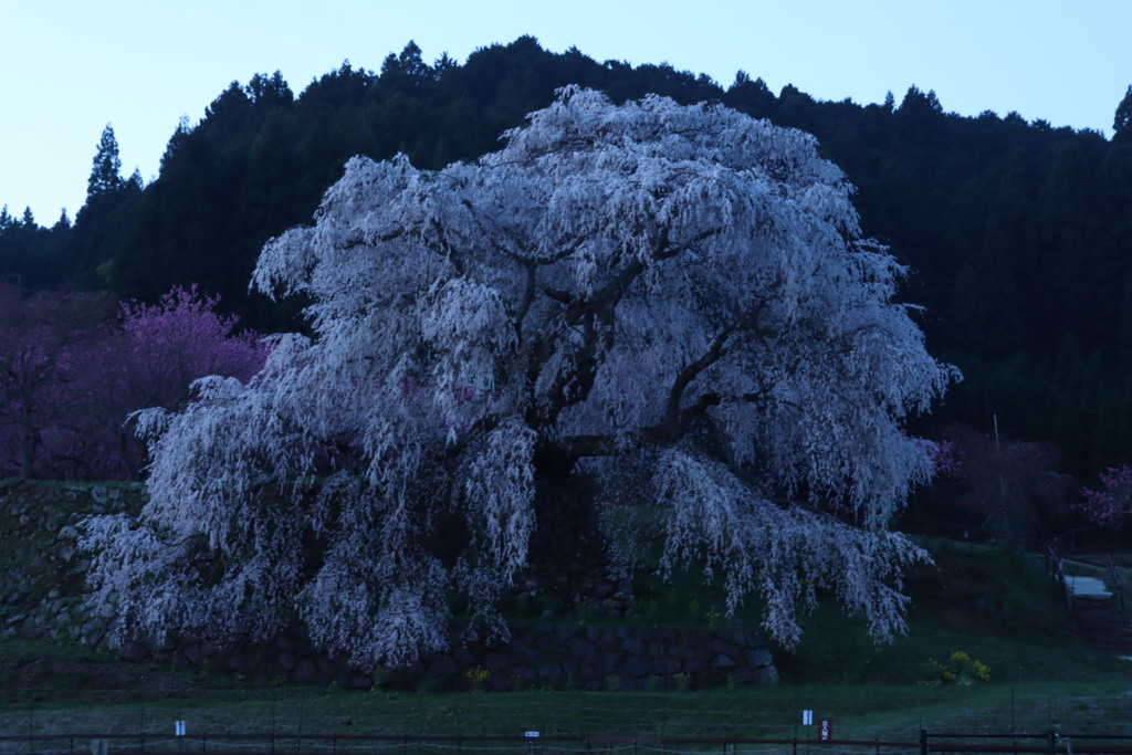 又兵衛桜（早朝）