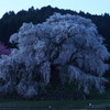又兵衛桜（早朝）
