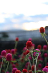 Strawberry Flower