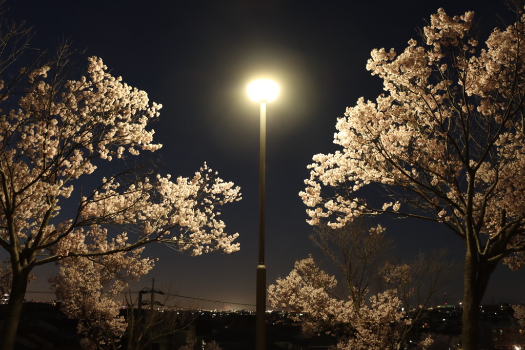 夜桜