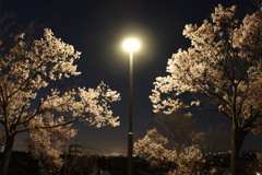 夜桜