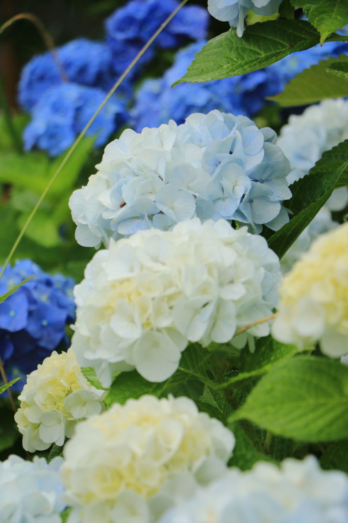 紫陽花その４
