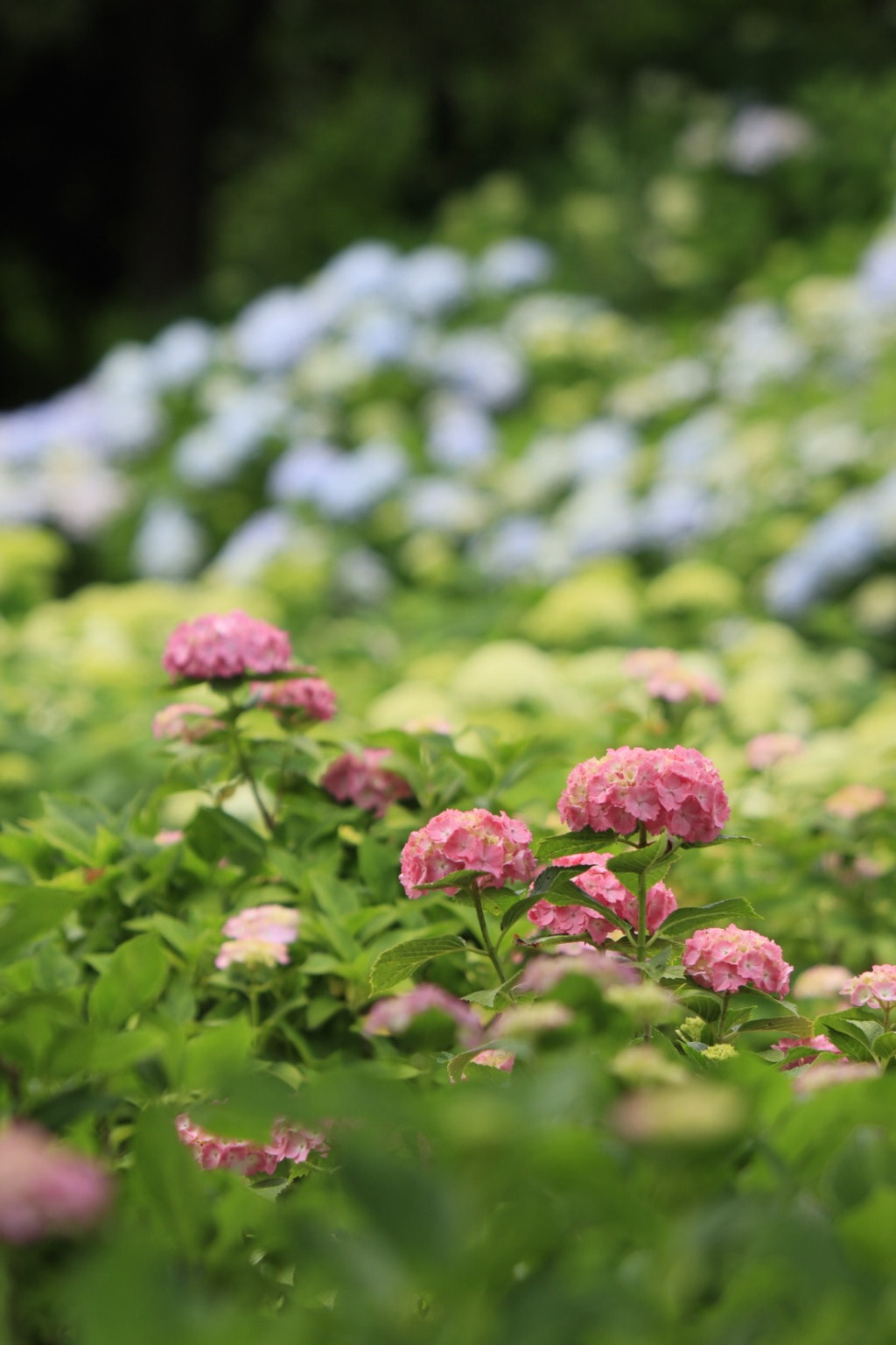 紫陽花にハマってます