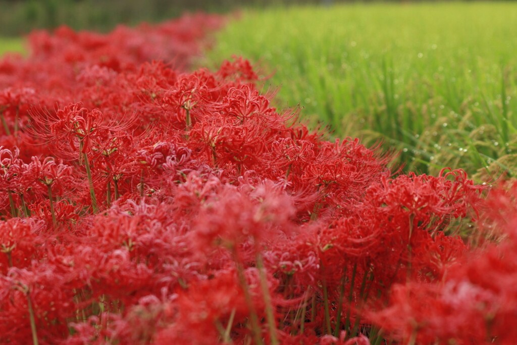 Red &Greens