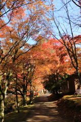 高野山 奥の院の紅葉 その2