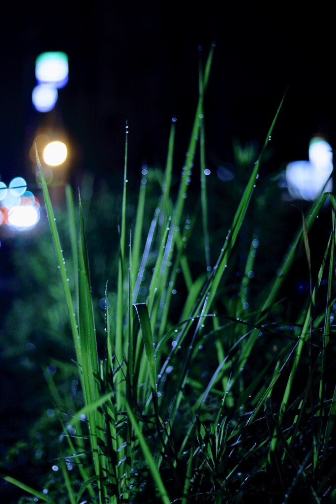 輝く雨上がりの雑草！