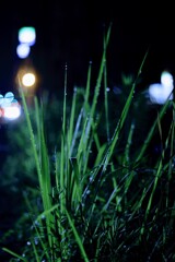 輝く雨上がりの雑草！