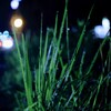 輝く雨上がりの雑草！