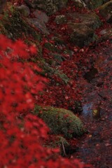 紅葉と苔と