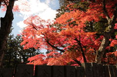 高野山の紅葉