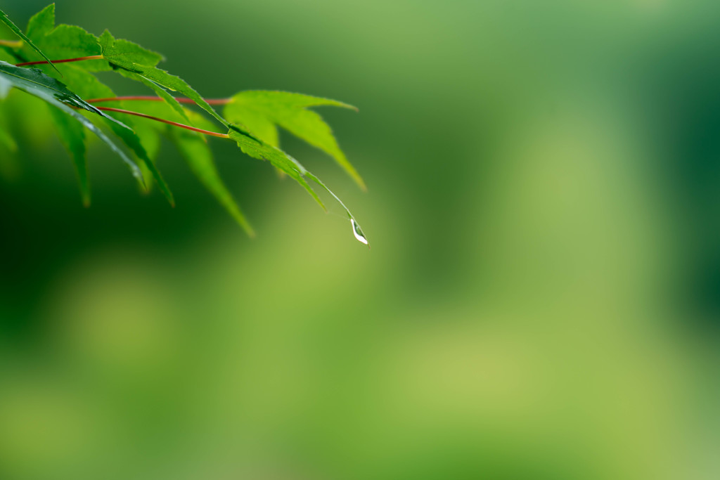 雨上がり