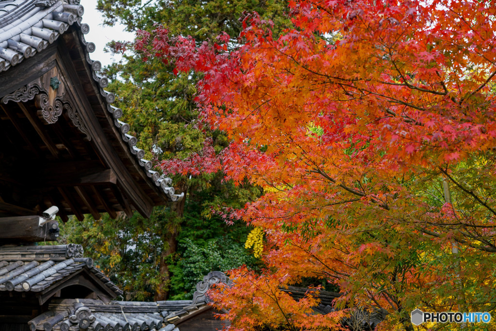 紅葉の終わり